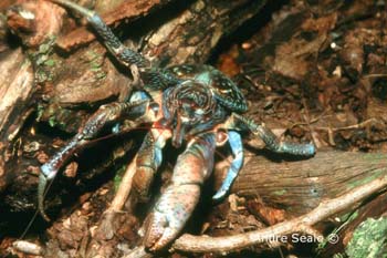 MI26 (coconut crab)Andre Seale